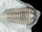 Flexicalymene Trilobite From Ohio - Very Inflated #11460-1